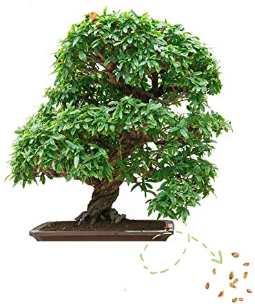 Exotische Bonsai Samen mit hoher Keimrate - Pflanzen Samen Set für deinen eigenen Bonsai Baum (1x Zwerg Granatapfel)