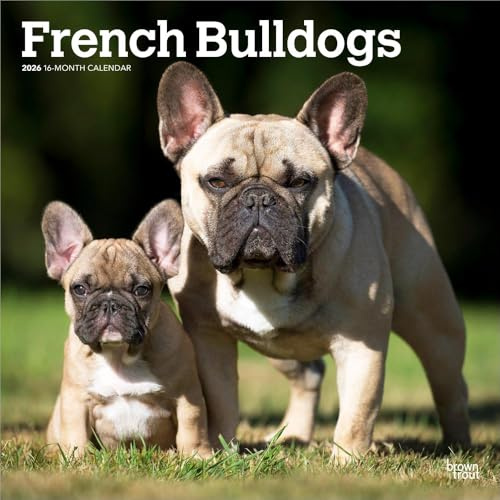 French Bulldogs – Französische Bulldogge 2026 – 16-Monatskalender: Original BrownTrout-Kalender [Mehrsprachig] [Kalender] (Wall-Kalender)