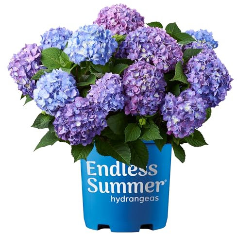 1 Gal. Endless Summer Bloomstruck Hydrangea