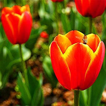 10pcs / Bag Tulip Samen RareFlower Samen Schöne Mischfarbe Tulpen Topf Perennial Hausgärten Tulip Pflanzen 5