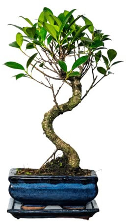 Bonsai Baum mit Keramik Blumentopf - Ligustrum, Ficus, Carmona, Podocarpus, Chinese elm - ca. 6-9 Jahre (15 cm Schale ca. 6 Jahre, Ficus P15 S)