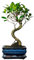 Bonsai Baum mit Keramik Blumentopf - Ligustrum, Ficus, Carmona, Podocarpus, Chinese elm - ca. 6-9 Jahre (15 cm Schale ca. 6 Jahre, Ficus P15 S)