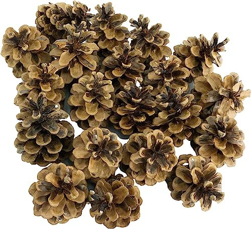 Getzoo Deutsche Tannenzapfen Naturzapfen für Deko, Insektenhaus, Weihnachts- & Adventsdeko, 1kg ca. 60 STK.