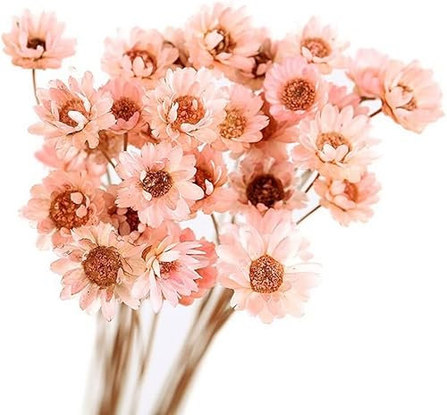 LELAMP 30pcs/Lot natürliche trockene Blumen-Gänseblümchen-Kamillen-Blumenstrauß-getrocknete Blumen-Miniblume für Hochzeitsfest-Inneneinrichtungszusätze