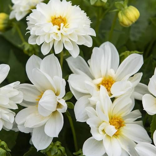1 x Dahlia Opera White – Stunning Pure White Flowers – Semi-Double Ball-Shaped Blooms - Summer Flowering Bulb – Perennials – for Your Beautiful Garden