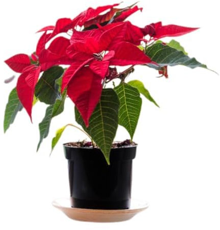 Stella di Natale - Pianta Natalizia da Interno in Fiore - Euphorbia Pulcherrima - Regalo Perfetto per il Natale 120cm + 20cm vaso