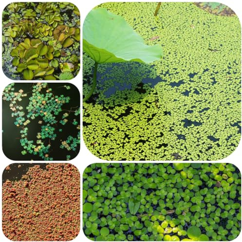 wasserlinsen aquarium gartendeko für draußen wasserpflanzen bodendecker gartenkräuter schwimmende teichpflanzen teich schwimmpflanzen topfpflanzen draußen winterhart zimmerbonsai 600samen