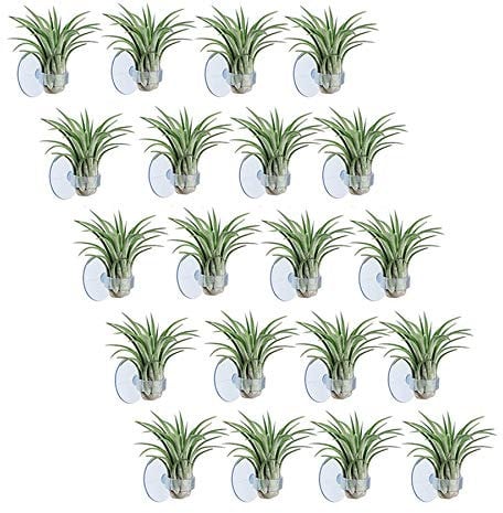 Zunedhys 20 Stück Lufthalter, Topf-Tillandsien-Halter, Luft-Aufhänger mit Saugnapf für Pflanzen nicht im Lieferumfang enthalten