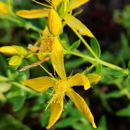 1000 piezas Semillas de hierba de San Juan perenne, Balcón del jardín de hierbas, semillas de bonsái., verdadera hierba de San Juan - Hypericum perforatum - jardín de regalos, variedades