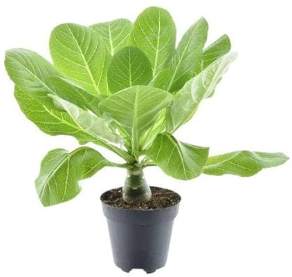 Vulkanpalme – Brighamia insignis 'Hawaii Palme' – Zimmerpflanze – Ø12cm – Höhe ca. 37cm – Exotische Rarität