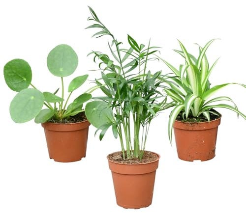 Mini Zimmerpflanzen - Babypflanzen Trio Tierfreundlich - echte pflegeleichte Zimmerpflanzen - 3er Set im 9 cm Topf - Bergpalme Grünlilie Ufopflanze - frisch aus der Gärtnerei - Green Me Up