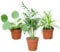 Babypflanzen Trio Tierfreundlich | 3 pflegeleichte Zimmerpflanzen | Ungiftige Pflanzen für Tiere & Kinder | frisch aus der Gärtnerei | Im 8–9 cm Topf | Geschenkidee | Green Me Up