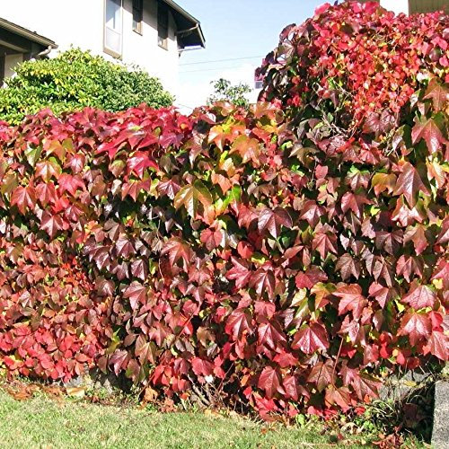 Boston vid de la hiedra enredadera de Virginia Parthenocissus tricuspidata Escalada 100 semillas