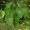 Elefantenohr - Colocasia esculenta | 1 Stück | Knolle | Topfpflanze | Geeignet für Kübel | Zimmerpflanze | Rarität | Besonderer Sommerblüher | 100% Blütegarantie | QFB Gardening