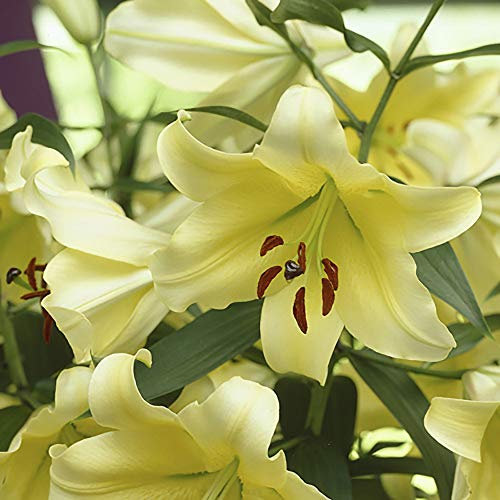 YouGarden Skyscraper Lily 'Manissa', Set of Three Bulbs, Size 16/18, Ready to Plant, for Yellow Summer Flowers