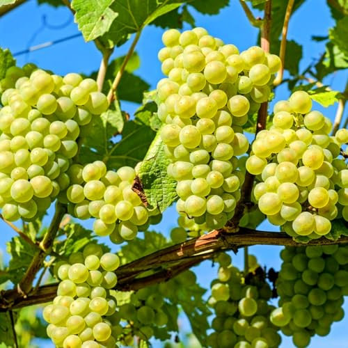 Weinreben – tolle Kletterpflanzen für Terrasse und Spalier – tragen Früchte-2zwiebeln-A