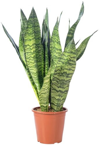 Arco de cáñamo – Sansevieria zeylanica – Altura aprox. 65 cm, diámetro de la olla: 17 cm.