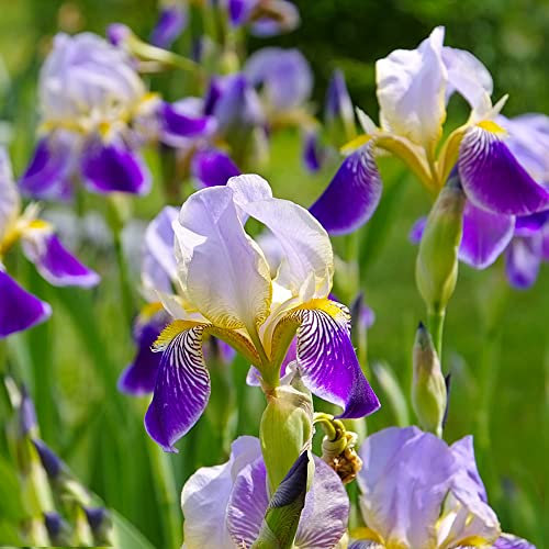 5Stück schwertlilie gladiolen schwertlilien zwiebeln winterhart mehrjährig Iris - Seltene Pflanzen serie - garten geschenk balkon deko blumenwiese zimmerpflanze blumendeko blumenzwiebeln