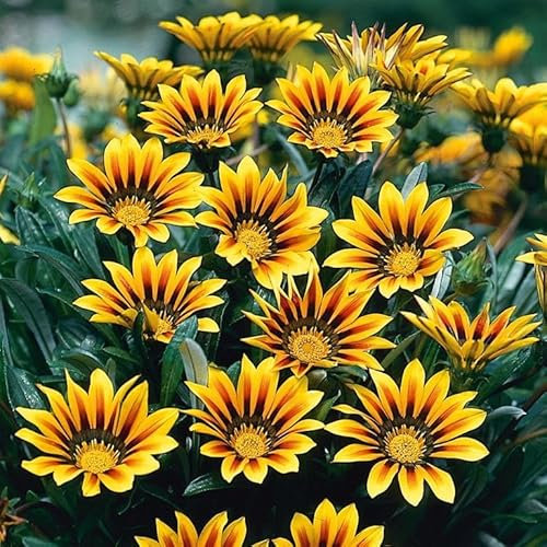 Gazania 'Magic' Bedding Garden Plant Hardy Perennial Flowering Garden Plants Easy to Grow Your Own by Park Farm Plants (6 x Plug Plants)