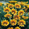 Gazania 'Magic' Bedding Garden Plant Hardy Perennial Flowering Garden Plants Easy to Grow Your Own by Park Farm Plants (6 x Plug Plants)