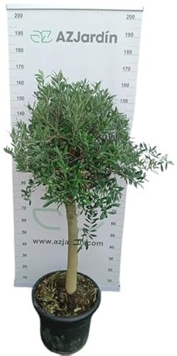 AZJardín Olivo Natural para Exterior, Árbol de Olivo en Maceta, 160-170 cm