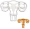 BAKERLOGY Gebärmutter Ausstechform (Uterus) - Detailliertes Keksausstecher-Design zum Backen und Basteln, ideal für Fondant, Teig, Ton