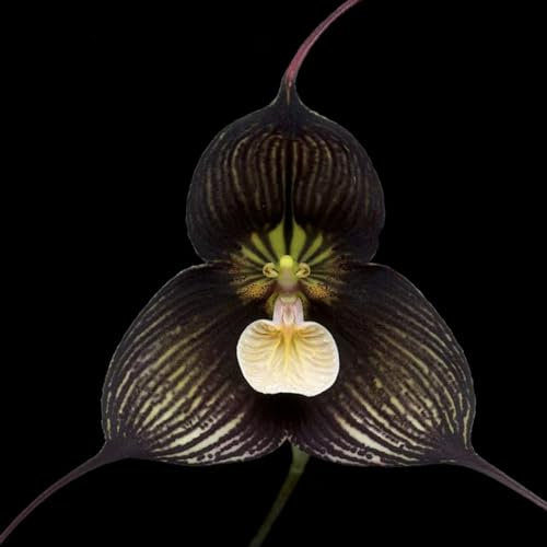 200 pcs affengesicht orchidee - Dracula simia blumensamen balkon, gartenpflanzen affen orchidee pflanze kaufen samen, Schnittblumen, Kübelpflanzen wildblumenwiese, saatgut geschenk