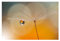 Vliestapete Pusteblume in Orange Premium, HxB: 190cm x 288cm