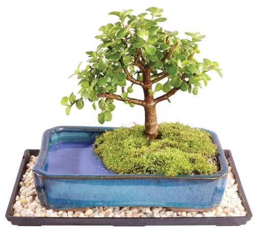 Brussel's Live Dwarf Jade Indoor Bonsai Tree in Water Pot - 5 Years Old; 6 to 10 Tall with Humidity Tray & Deco Rock