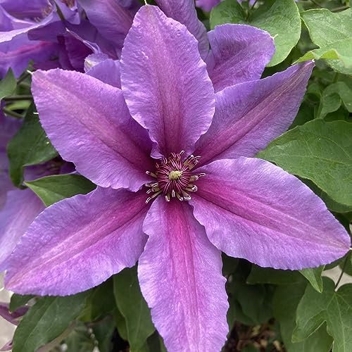 Clematis ‘Tumaini' (Evigsy151) - Hardy Perennial - Purple Spring & Summer Flowering - Ideal for Walls & Fences - Easy to Grow Your Own - 2X 3 Litre Potted Plant by Thompson and Morgan (2)