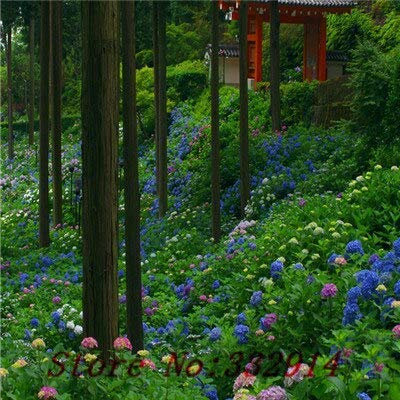 Klar: Sale! 100 grüne Hortensie Blumensamen, seltene Farbe, dauerhafte, wunderschöne Balkon oder Hof Blume Pflanze