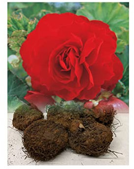 5 Double Red Begonias Tuberous Bulbs/Corms for Garden & Tubs Stunning Summer Plant : - by GARTHWAITE NURSERIES® : - UK Stockist