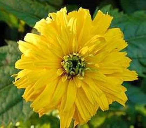 Sonnenauge Goldgefieder - Heliopsis scabra - lebende Gartenpflanze aus den Baumschulen