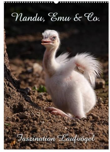 Nandu, Emu & Co. (Wandkalender 2026 DIN A2 hoch), CALVENDO Monatskalender: Faszination Laufvögel (CALVENDO Tiere)