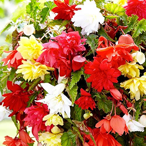 4 x Begonia Pendula Mixed- Ideal for Baskets, Tubs & Planters- Rainbow Color Flowers - for Your Beautiful Garden
