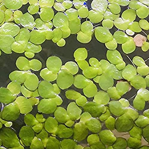 Haloppe 200Pcs semi di piante di lenticchia d'acqua per la piantagione di giardini domestici, semi di piante naturali semi di lenticchie d'acqua angiosperme per esterni 200 pezzi