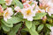 Rhododendron Hybr. 'Belkanto' 80-90 cm - Rhododendron, rosa Blüten, Blütezeit Mai-Juni, ideal für halbschattige Standorte, immergrün, winterhart