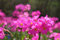 WASSERPFLANZEN WOLFF - 4er-Set im Gratis-Pflanzkorb - Primula rosea - Rosenprimel - Sumpfprimel, rosa - Bienenweide