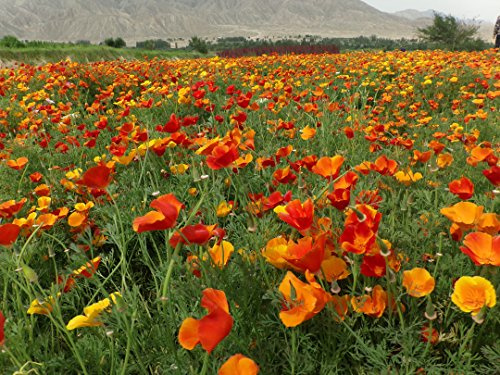 Eschcholtzia de pavot de Californie Couleurs mélangées 3000 Graines