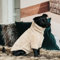 Kentucky - Hunde Pullover teddy fleece beige XL 78cm