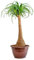 Bonplants Beaucarnea Recurvata, Pianta Mangiafumo, Resistente e Purificatrice (Vaso 25 cm – Altezza 70 cm)