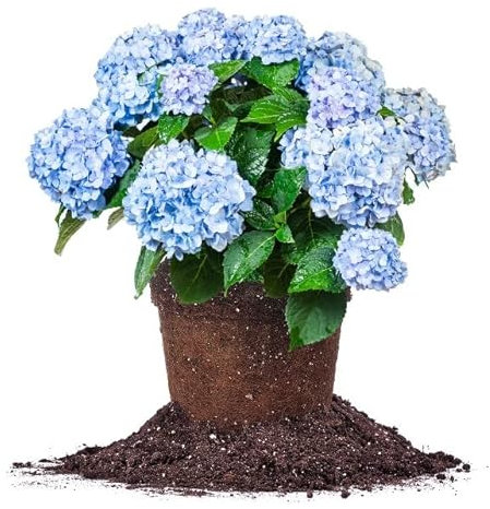 Planta Natural con Floración Azul - Hortensia Early Blue