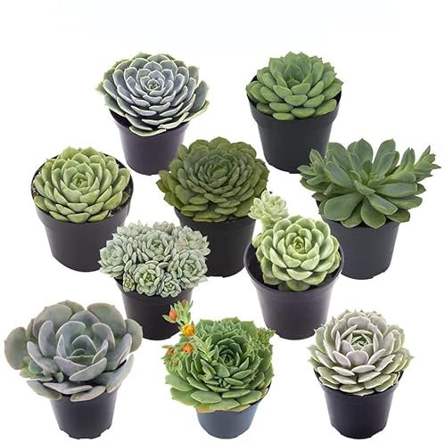 Pack 10 Originales Crasas Plantas Naturales para Terrarios y Jardines Pequeños