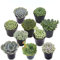Pack 10 Originales Crasas Plantas Naturales para Terrarios y Jardines Pequeños