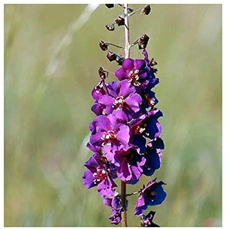 RP Seeds Verbascum phoeniceum Violet (Mullein) - 100 Seeds