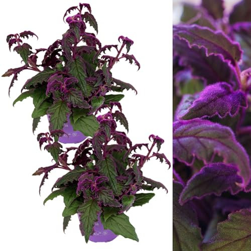 Carbeth Plants - 2 x Gynura aurantiaca Purple Passion Indoor Plant in 12cm Pot - Real Evergreen Trailing Eye Catching Foliage Houseplant Velvet Plant Easy to Care for - Bathroom Bedroom Decor
