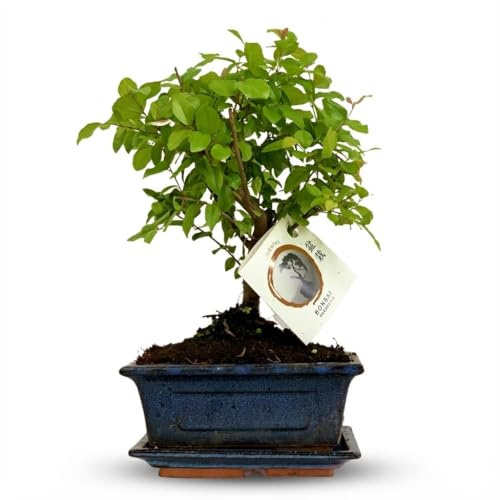 Bonsai Baum mit kugelförmiger Krone Höhe 25–30cm – Klassischer Miniaturbaum in dekorativer Keramikschale – Elegante Zimmerpflanze für Wohnraum & Büro
