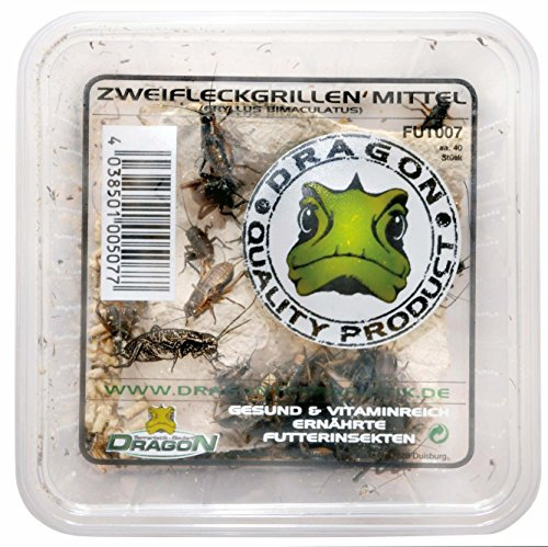 Zweifleckgrillen mittel ca. 40 Stück Futtertier