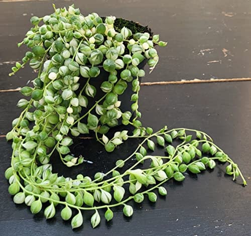 POWERS TO FLOWERS - SENECIO ROWLEYANUS VARIEGATO, COLLANA DI PERLE, pianta vera