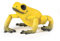 Papo 50174 Gelber Äquatorial Frosch, Spiel